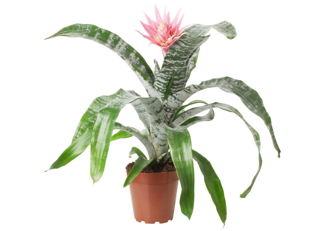 Picture of Aechmea Bromeliad Houseplant