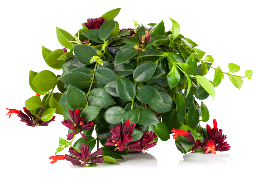 Picture of Aeschynanthus Houseplant