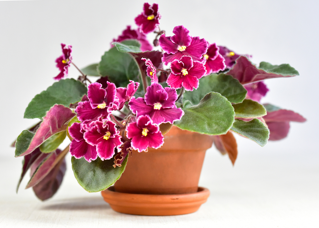 Picture of African Violet Houseplant