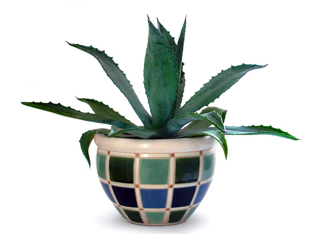 Picture of Agave Houseplant