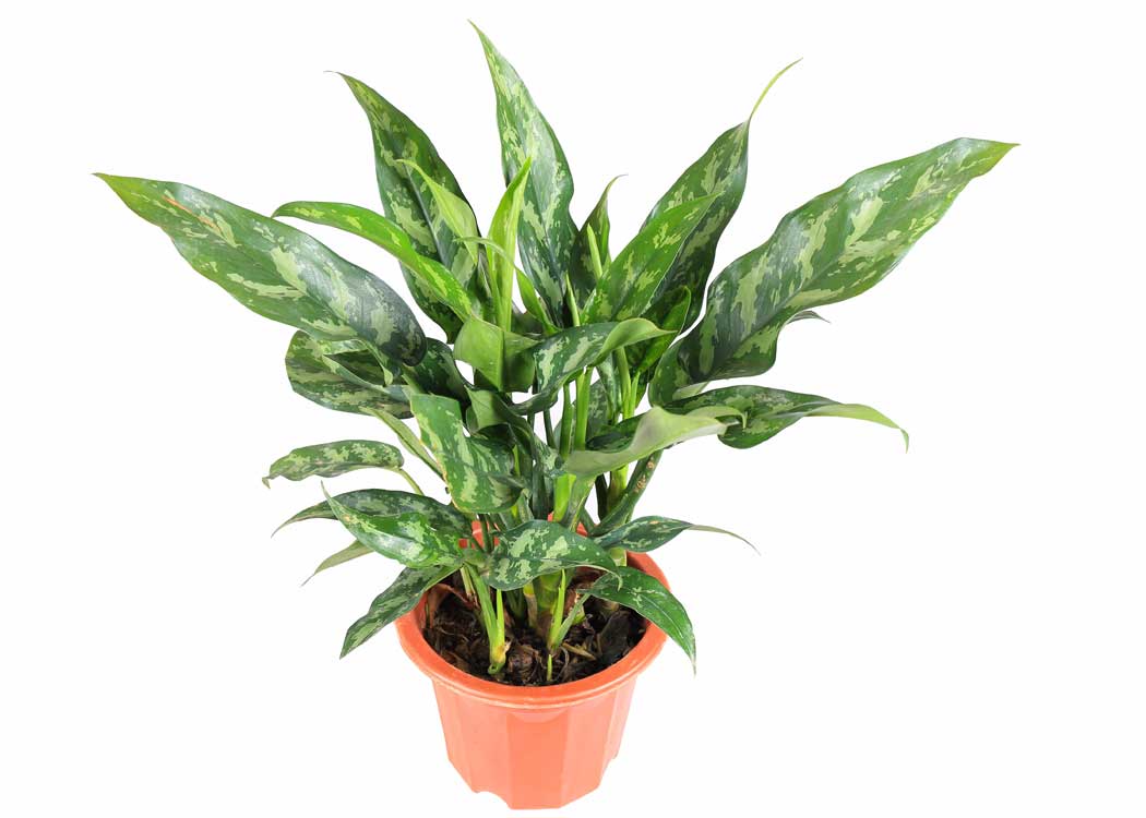 Picture of Aglaonema Houseplant