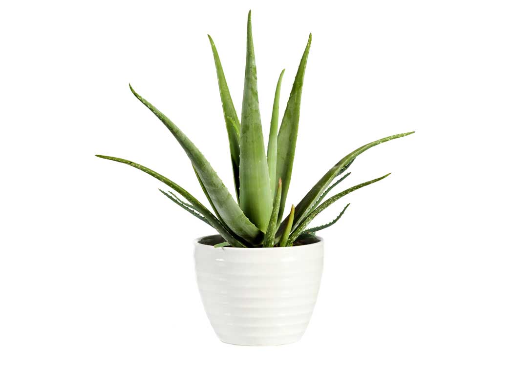 Picture of Aloe Vera Houseplant