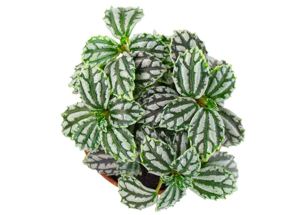 Picture of Aluminium Houseplant