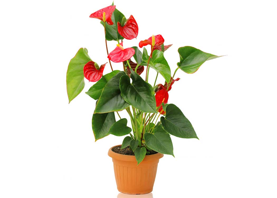 Picture of Anthurium Houseplant