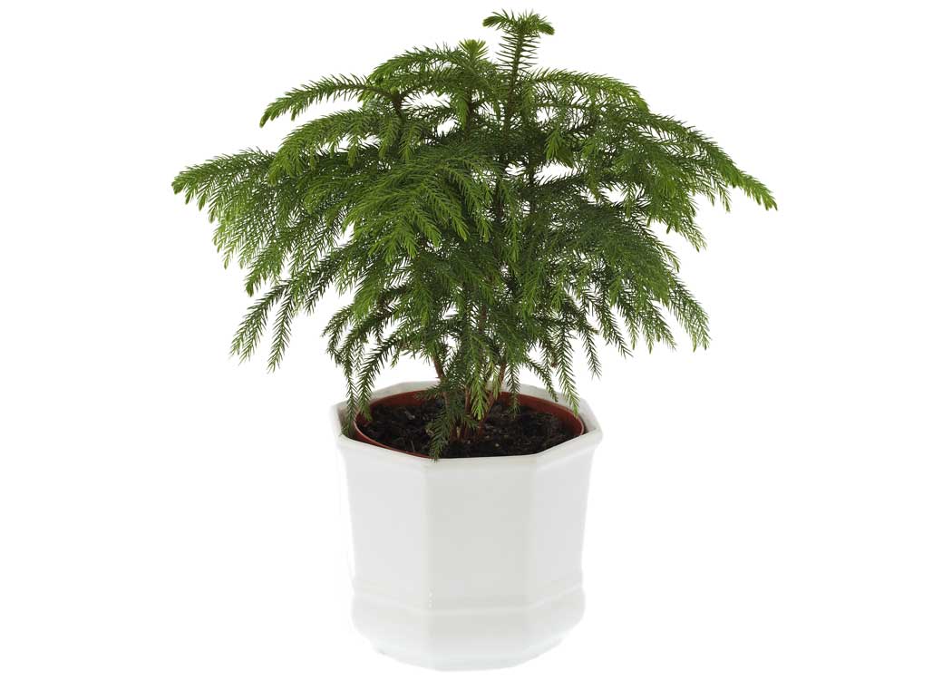 Picture of Araucaria Houseplant