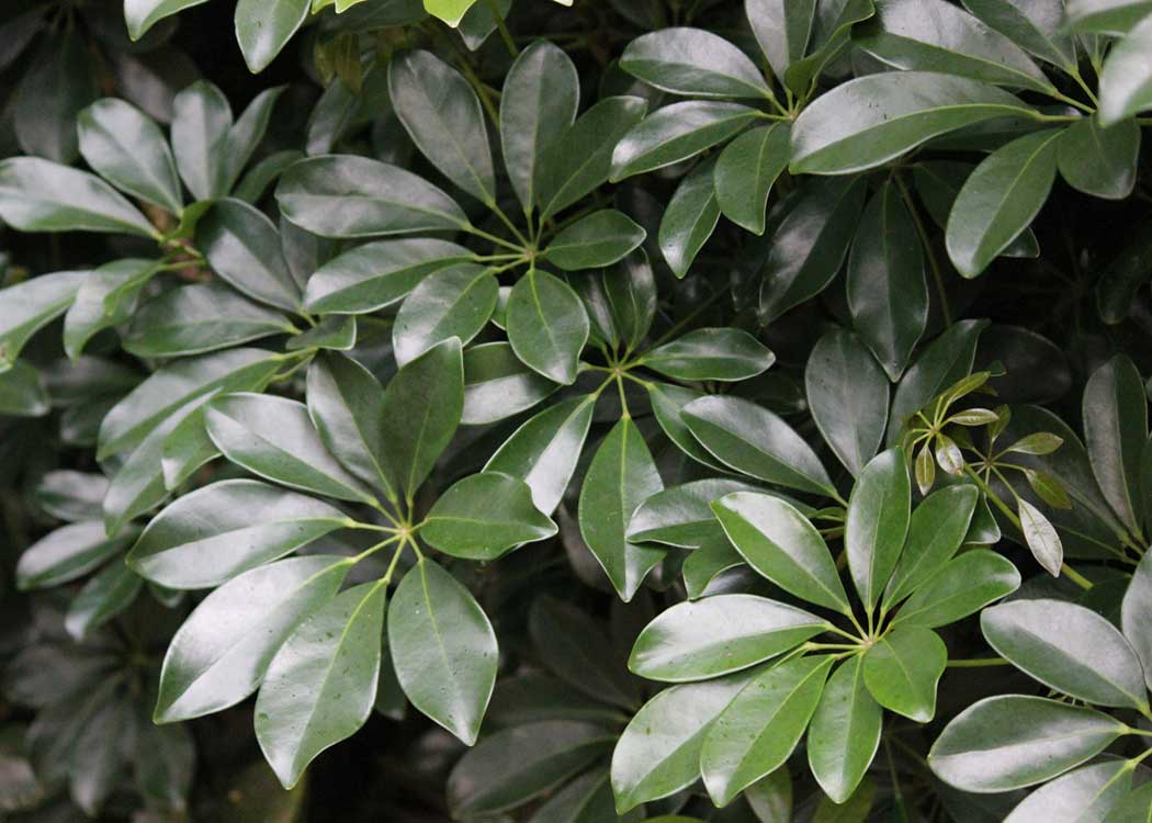 Picture of Arboricola Houseplant