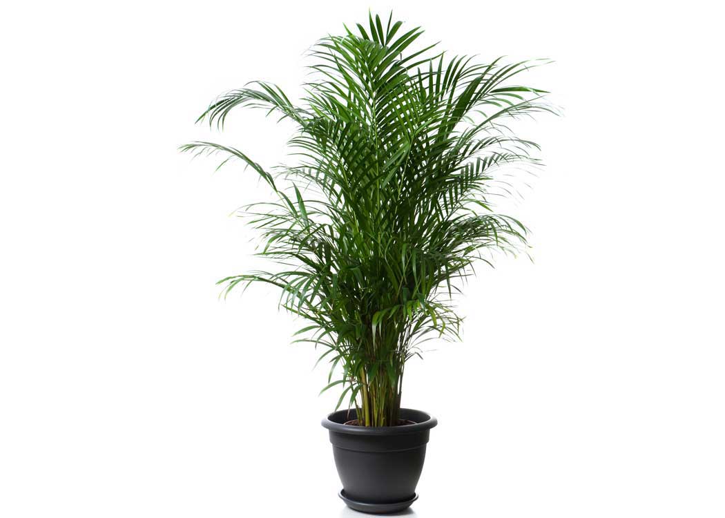 Picture of Areca Palm Plant