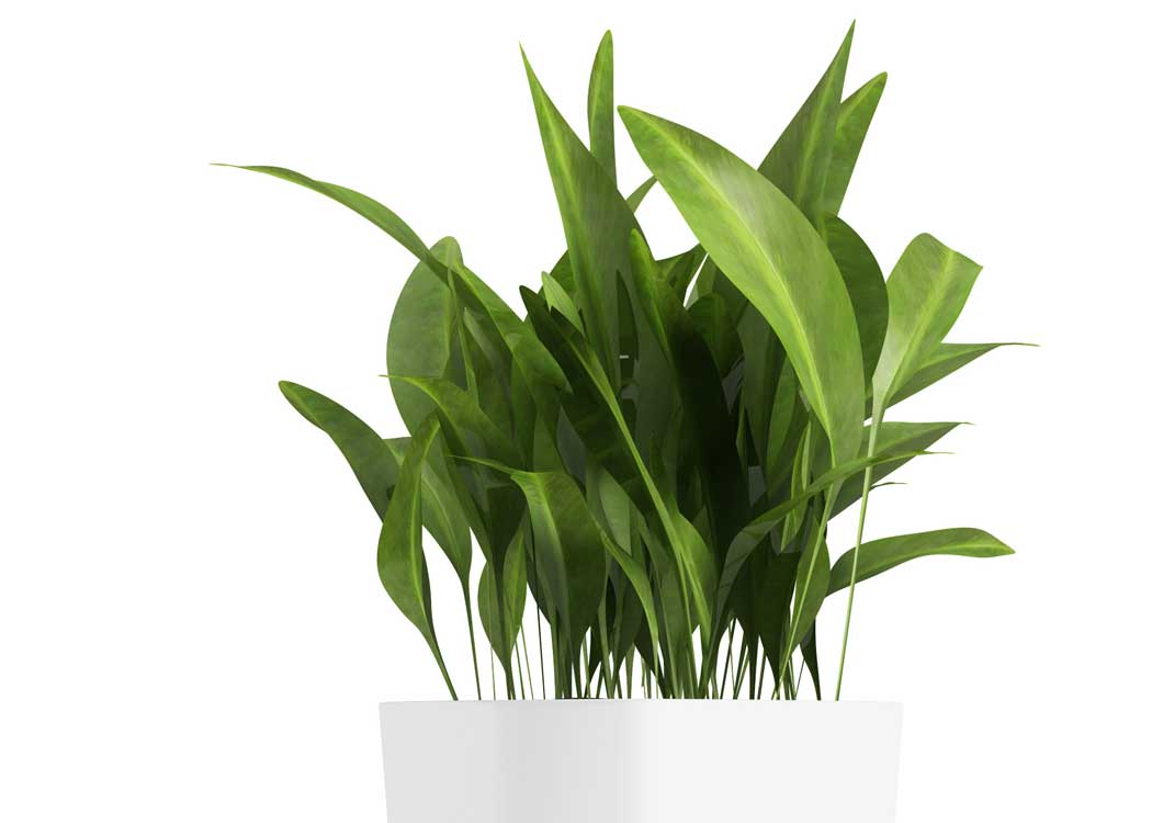 Picture of Aspidistra Houseplant