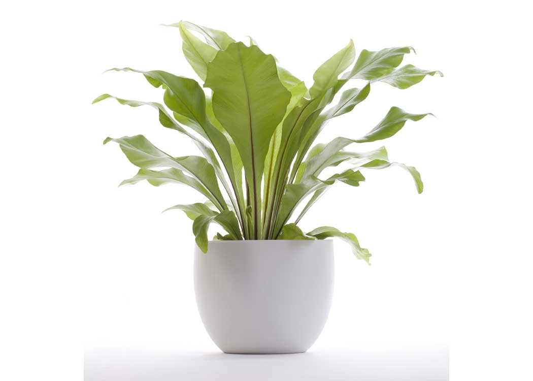 Picture of Asplenium Nidus Houseplant