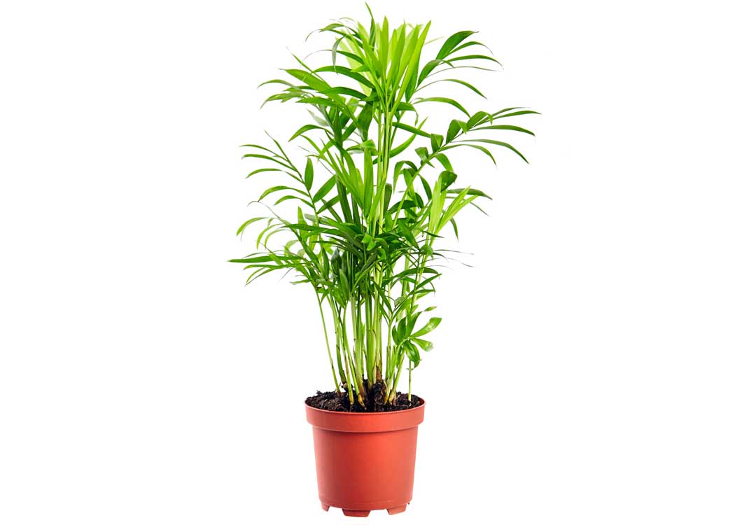 Picture of Bamboo Palm Houseplant