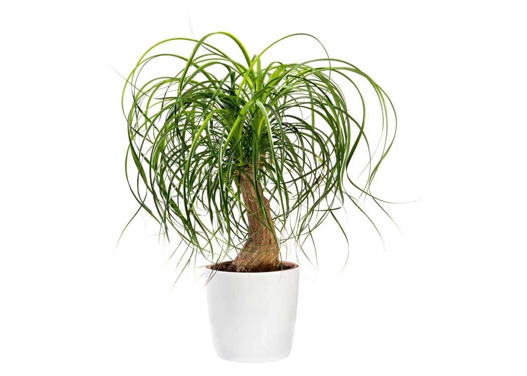 Picture of Beaucarnea Recurvata Houseplant