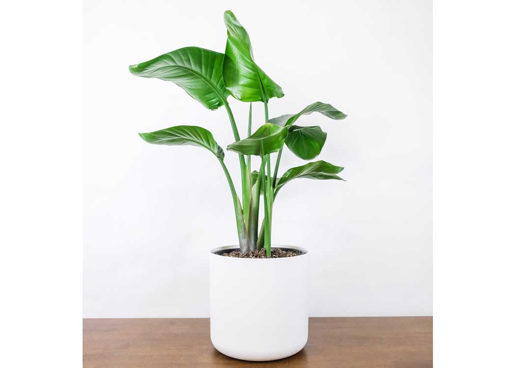 Picture of White Bird of Paradise Houseplant