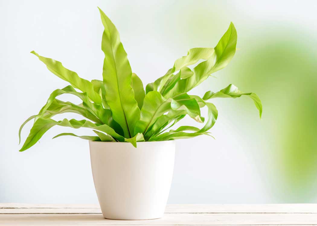 Picture of Birds Nest Fern Houseplant