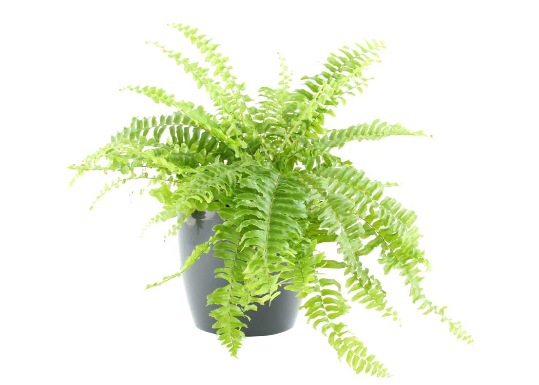 Picture of Boston Fern Houseplant