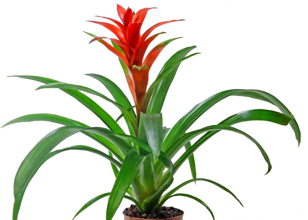 Picture of Bromeliad Houseplant