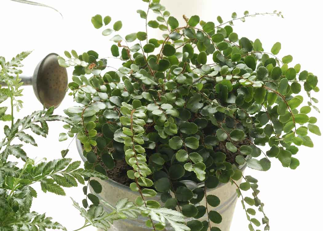 Picture of Button Fern Houseplant