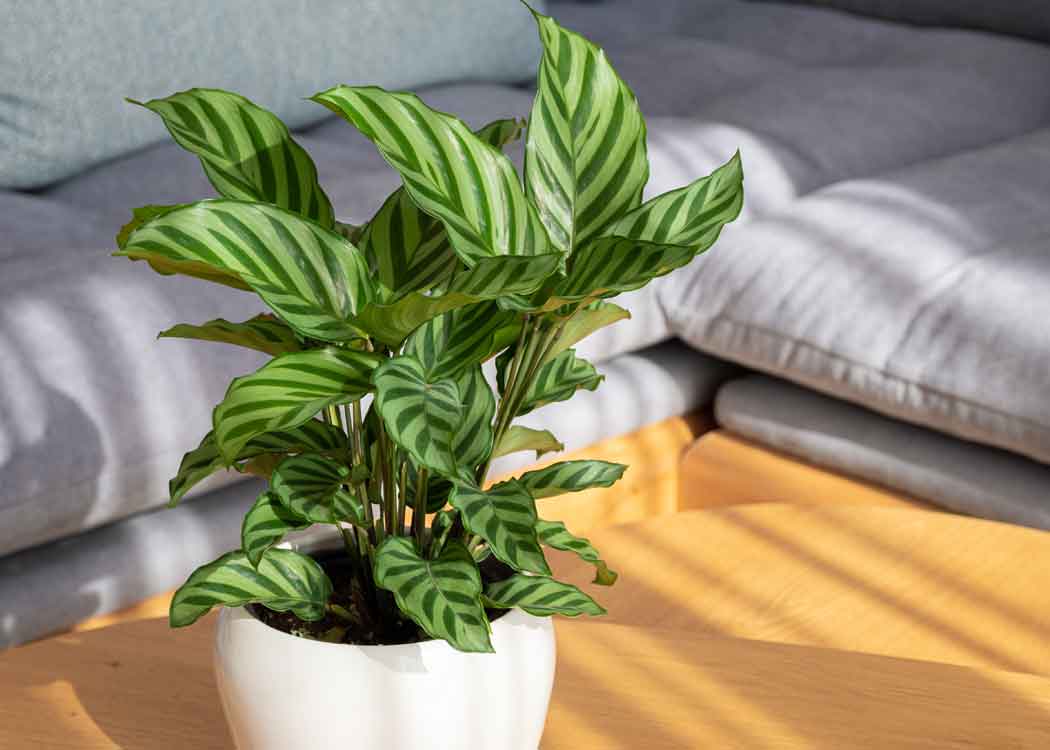 Picture of Calathea Houseplant