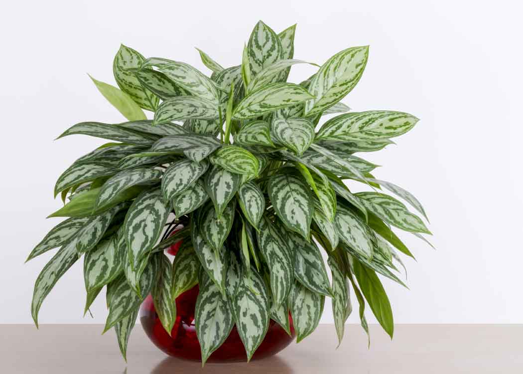 Picture of Chinese Evergreen Houseplant