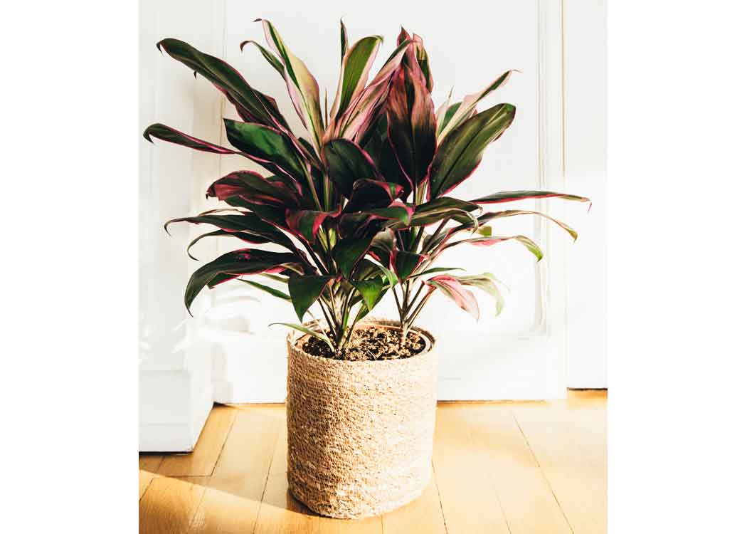 Picture of Cordyline Houseplant