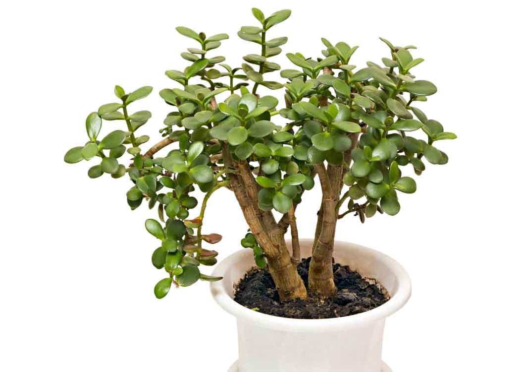 Picture of 	Crassula Houseplant