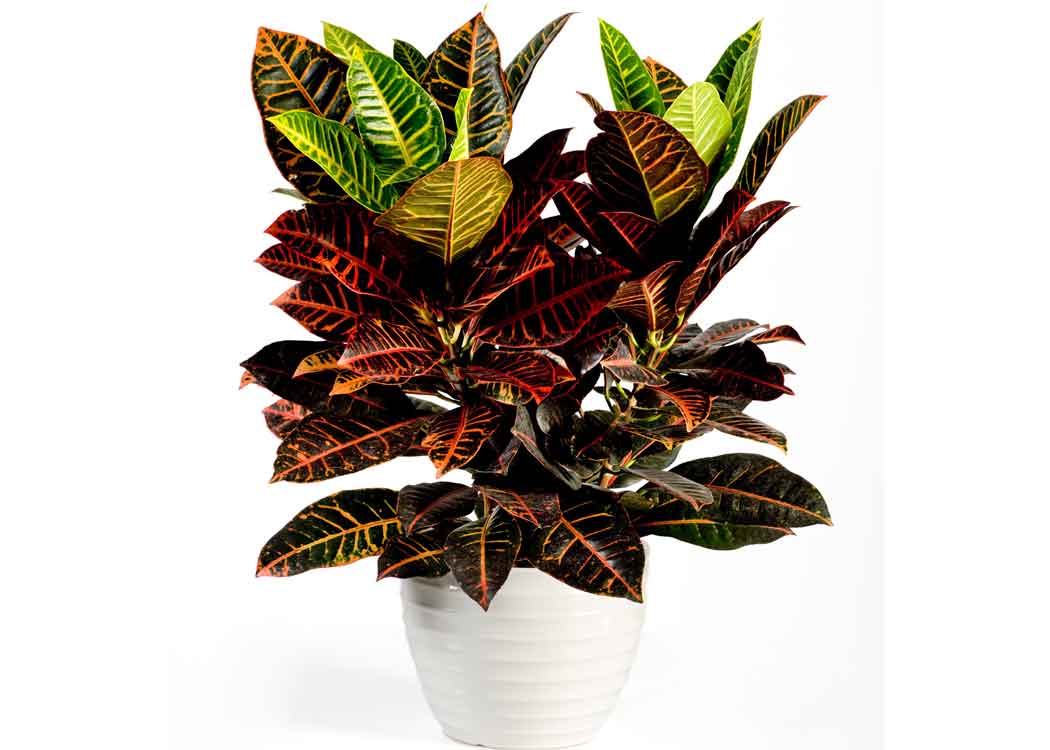 Picture of Codiaeum Houseplant