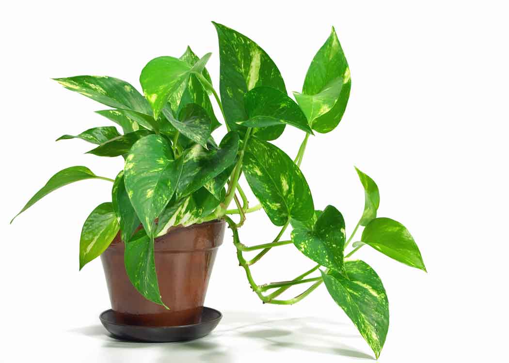 Picture of Devil's Ivy Houseplant