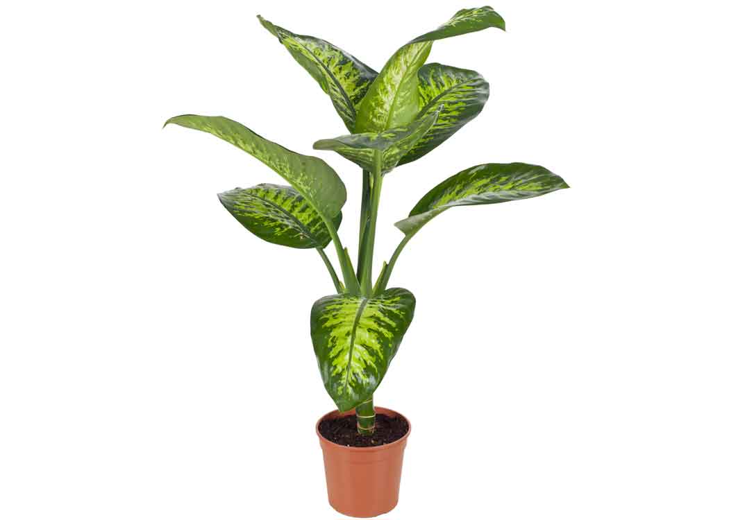 Picture of Dieffenbachia Amoena Plant