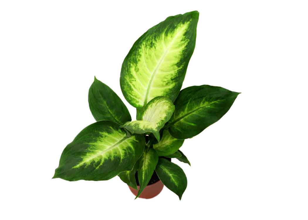 Picture of Dieffenbachia Camille Houseplant