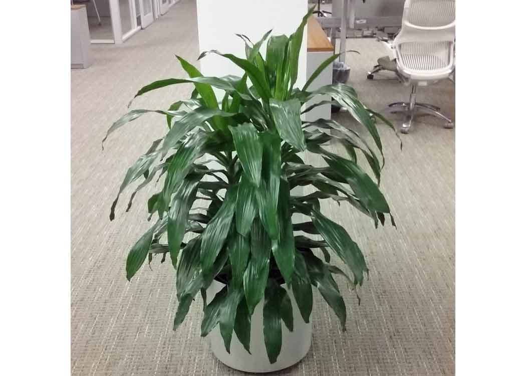 Dracaena Janet Craig Houseplant