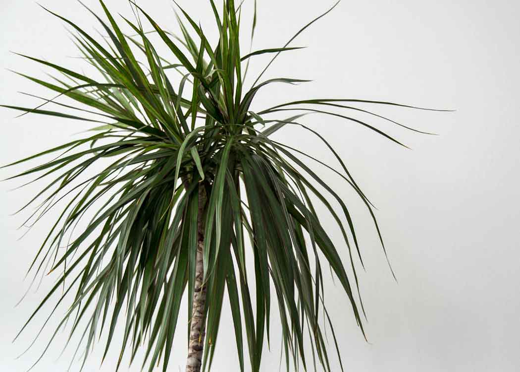 Picture of Dracaena Marginata Houseplant