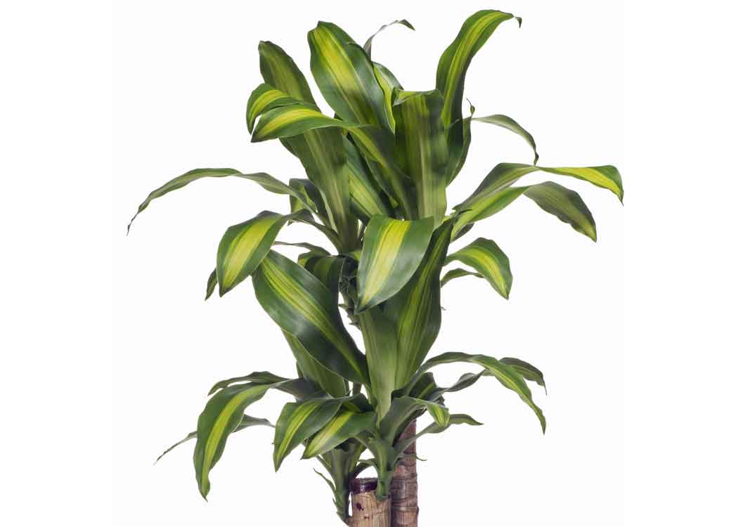 Picture of Dracaena Massangeana Plant Houseplant