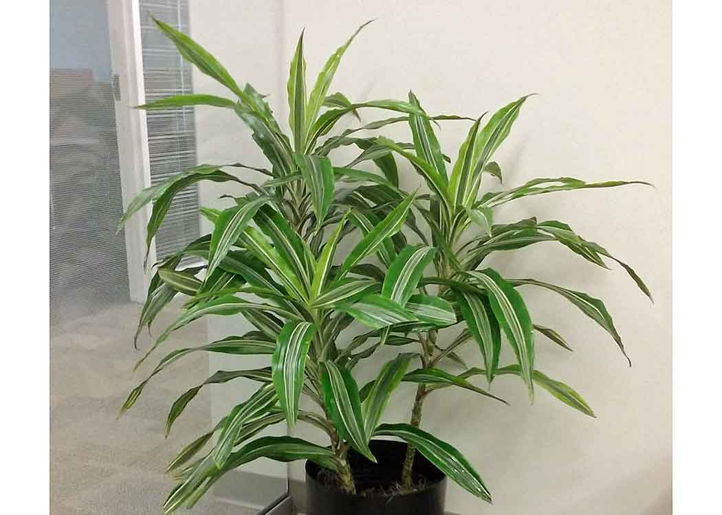 Dracaena Warneckii Houseplant