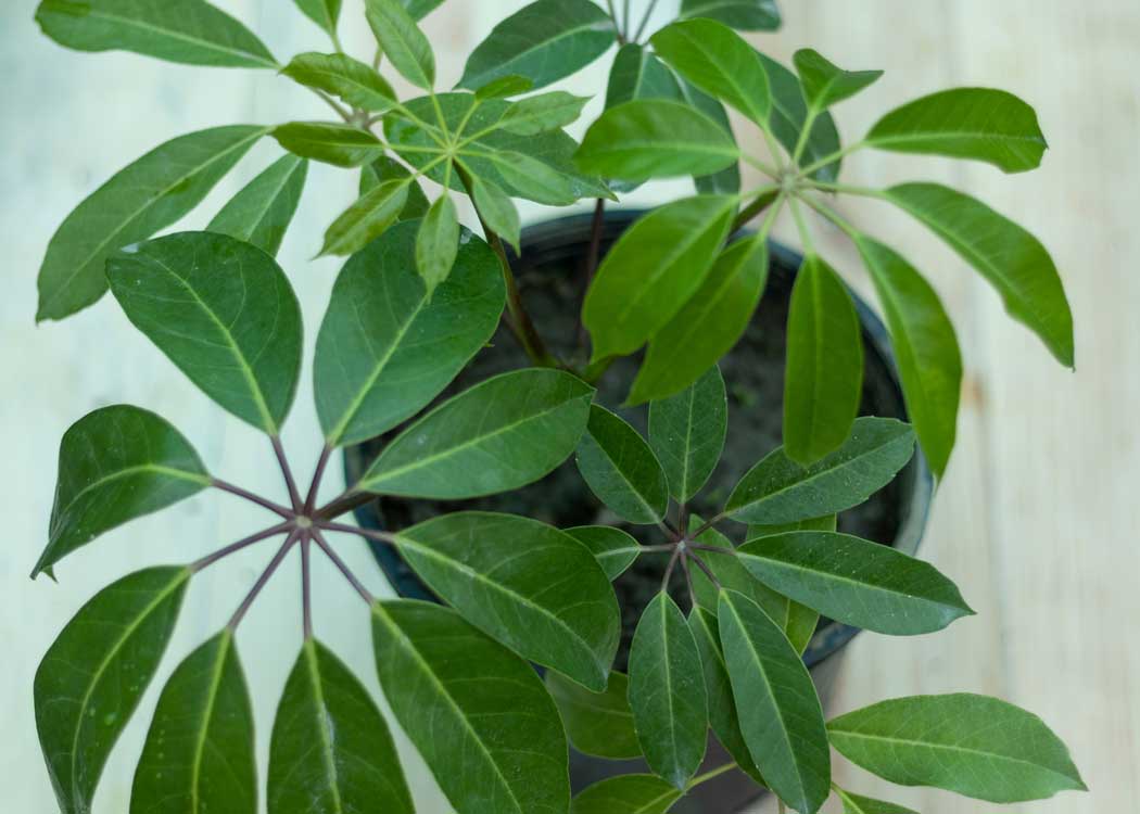 Picture of Brassaia Actinophylla Houseplant